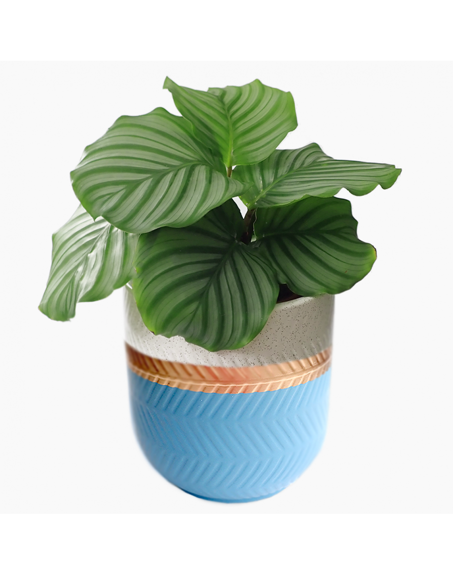 Houston Designer Ceramic Pot